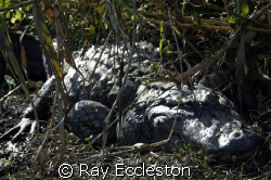 I named this gator Leroy Brown because he is the biggest ... by Ray Eccleston 